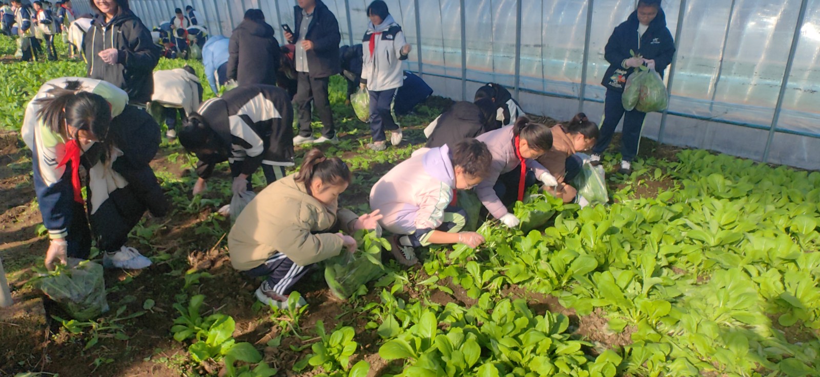 第二中学部分学生在农耕试验田里,学生们围绕传统农具展开学习与体验。.jpg 第二中学部分学生在农耕试验田里,学生们围绕传统农具展开学习与体验。.jpg