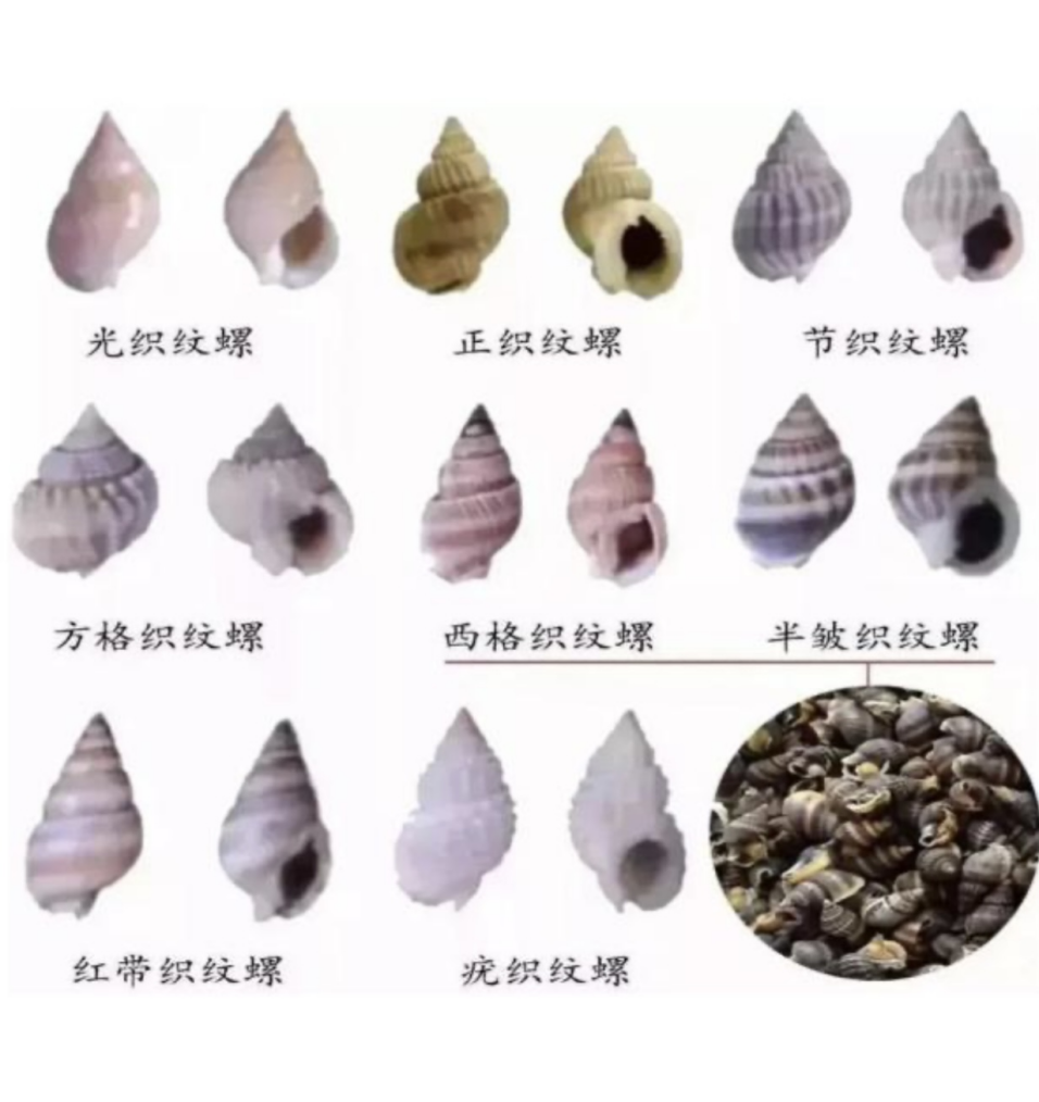 福寿螺图片2.png