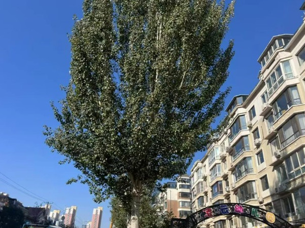 新兴街道 “剪”除隐患 筑牢校园周边“安全网”1.jpg 新兴街道 “剪”除隐患 筑牢校园周边“安全网”1.jpg